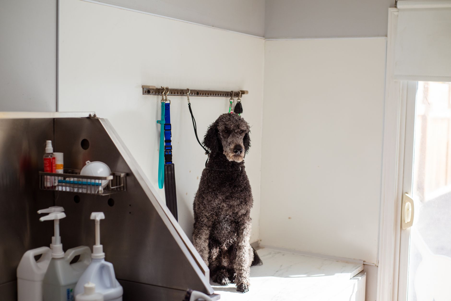 Interiér salónu Brody Dogy