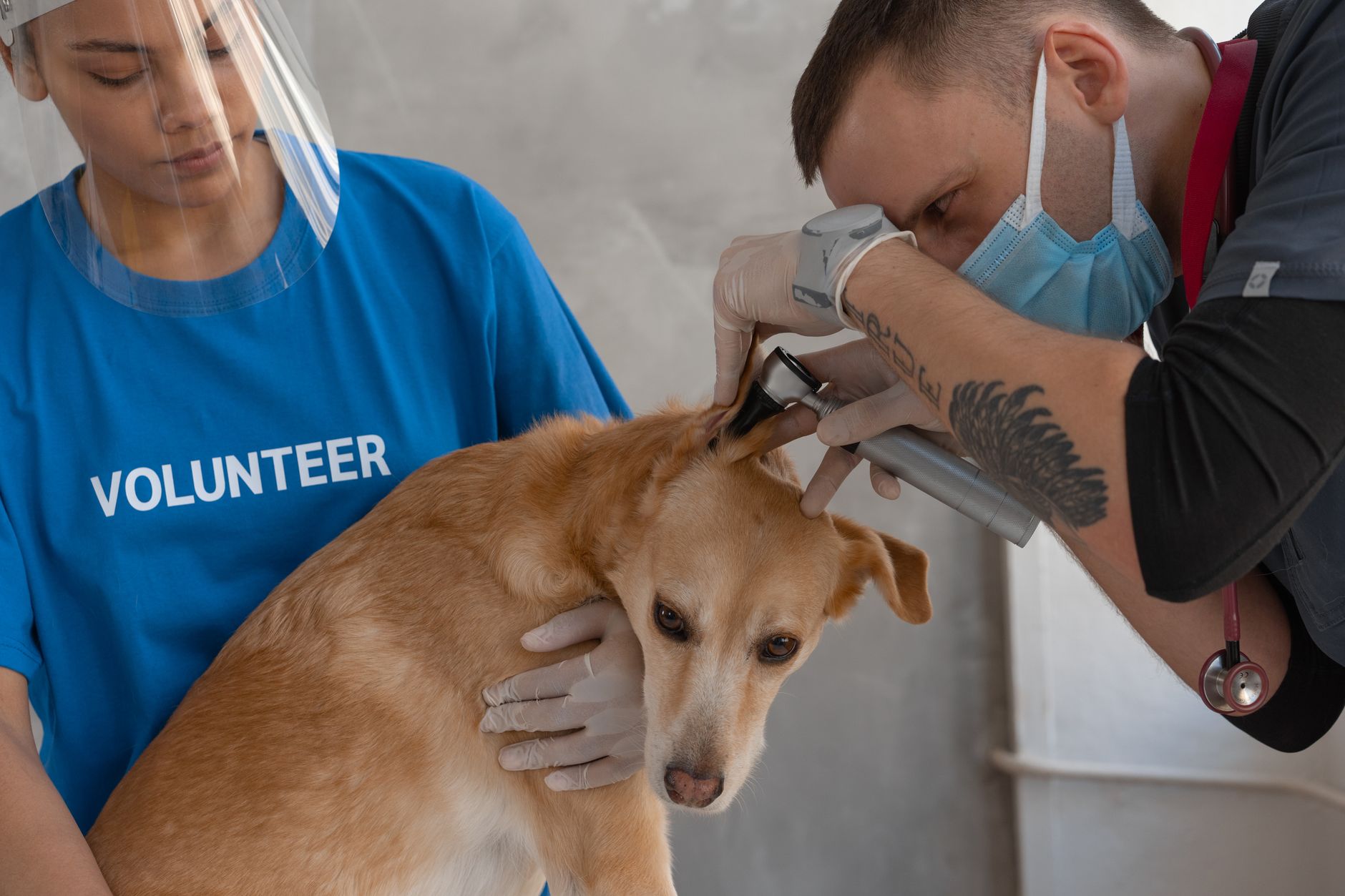 Uši, ktoré netreba riešiť u veterinára — a tie, ktoré áno