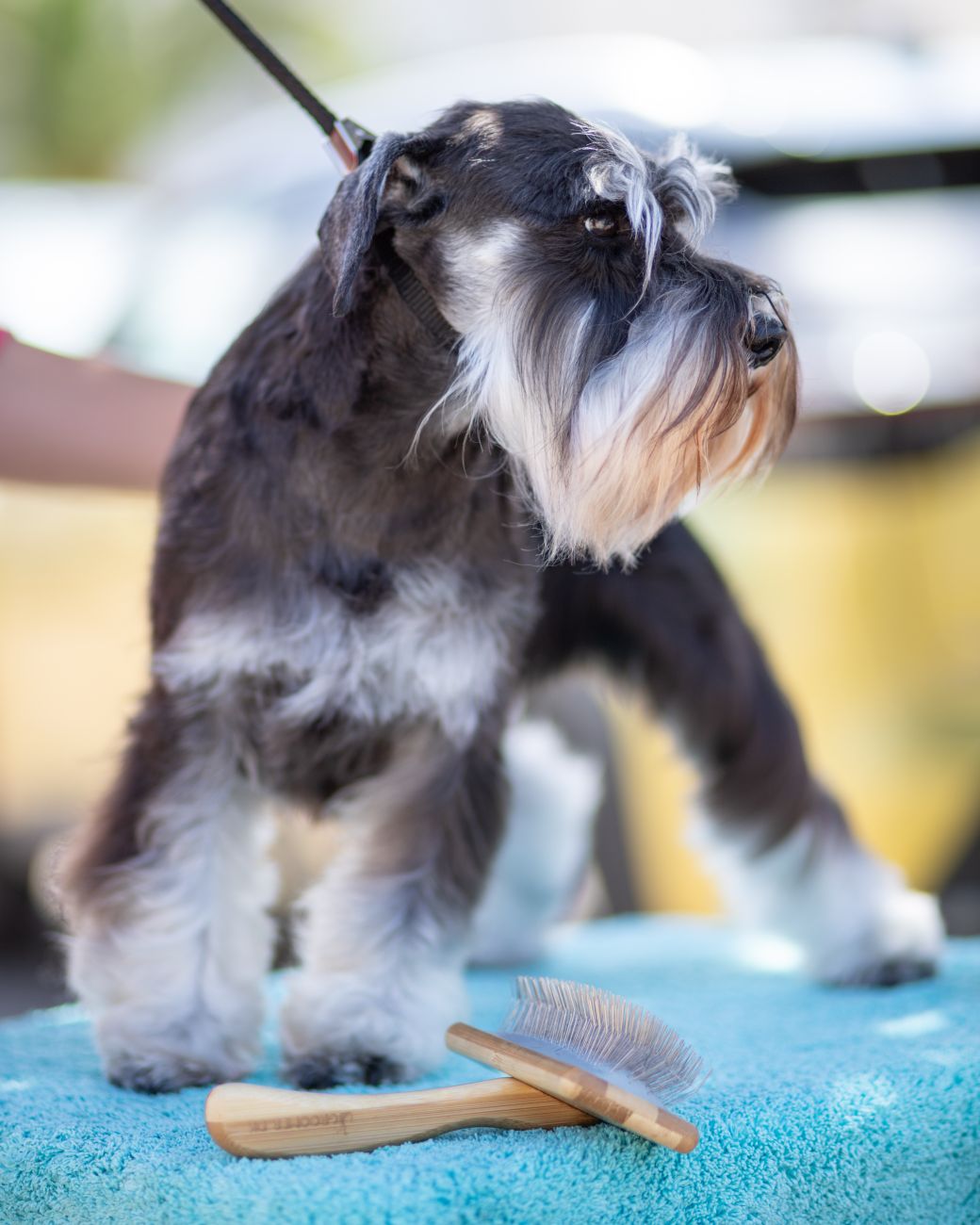 Groomer strihá psa v salóne Brody Dogy